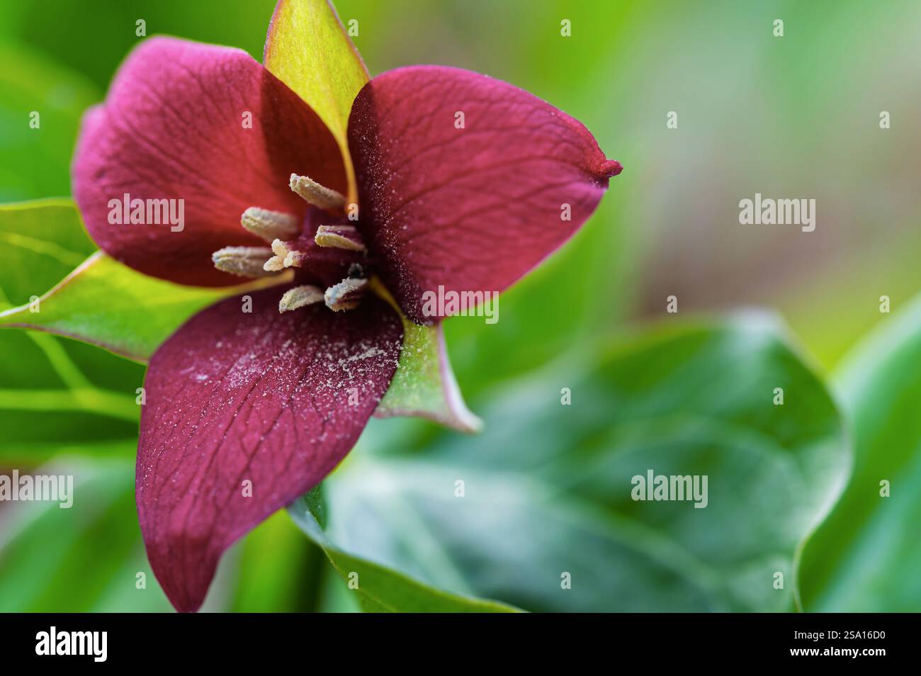 portrait d'un trillium rouge au printemps Banque D'Images