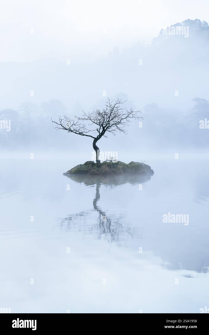 Beaux reflets avec un arbre solitaire à Rydal Water un matin de printemps brumeux dans le Lake District, Royaume-Uni. Banque D'Images