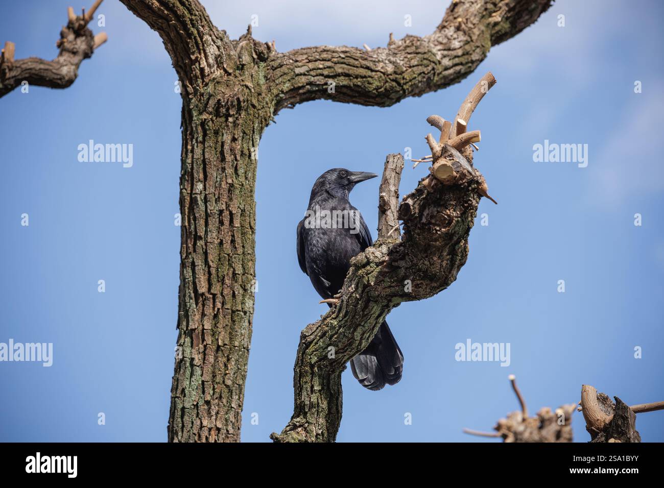 Un corbeau noir se perche majestueusement sur la branche d'un arbre noueux sans feuilles contre un ciel bleu clair. Banque D'Images