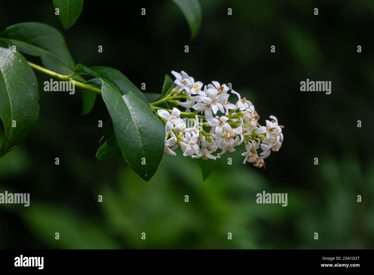 Le buisson fleuri un privet ordinaire Ligustrum vulgare. Banque D'Images