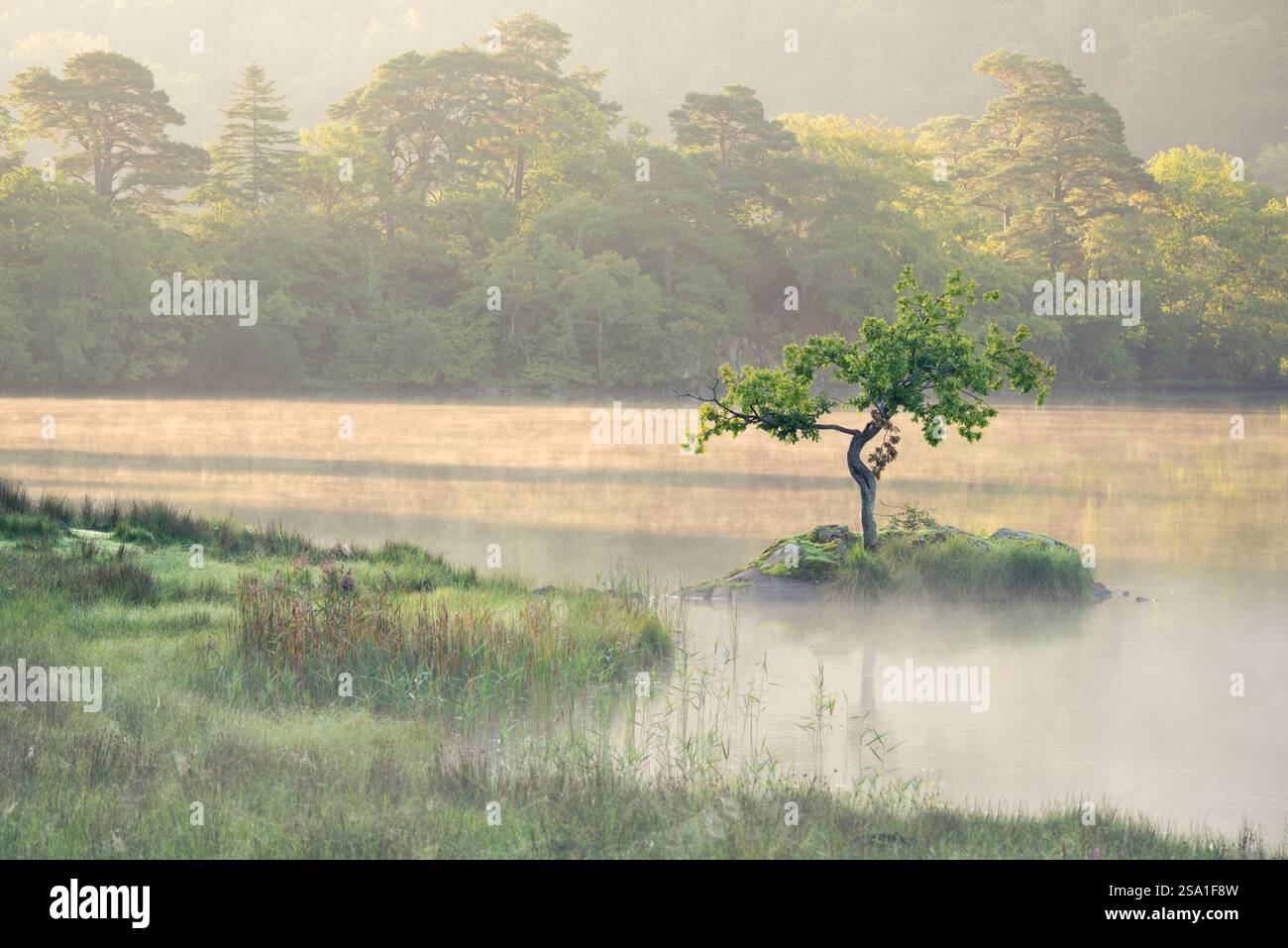 Lumière dorée du matin avec un arbre solitaire sur une petite île près du rivage de Rydal Water dans le Lake District, Royaume-Uni. Banque D'Images