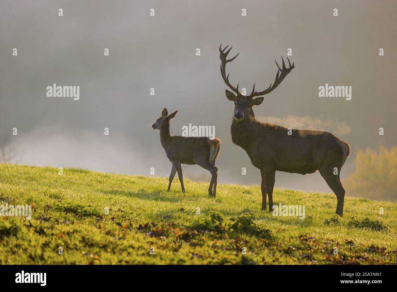 Une arrière de cerf rouge et un cerf (Cervus elaphus) se dressent contre-éclairés sur un pré. Lumière tôt le matin avec une forêt dans la brume et feuillage d'automne en arrière-plan Banque D'Images