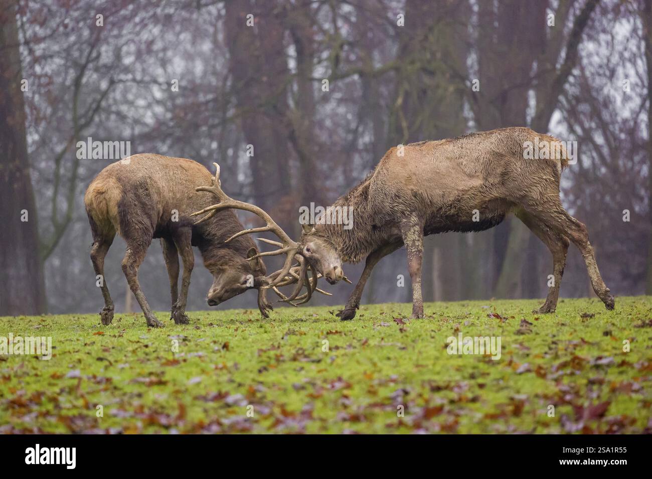 Deux cerfs roux (Cervus elaphus) se tiennent dans un pré par un jour brumeux et combattent de manière ludique en dehors de la saison des ornières Banque D'Images