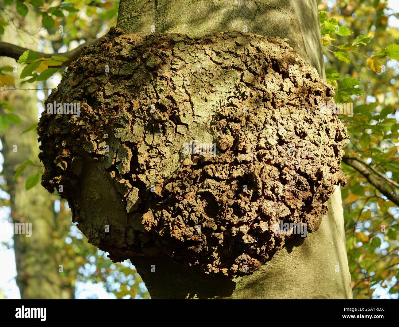 Un hêtre avec une grosse ronce. Ces ronds de bois présentent un grain et une texture uniques, souvent considérés comme esthétiquement agréables Banque D'Images