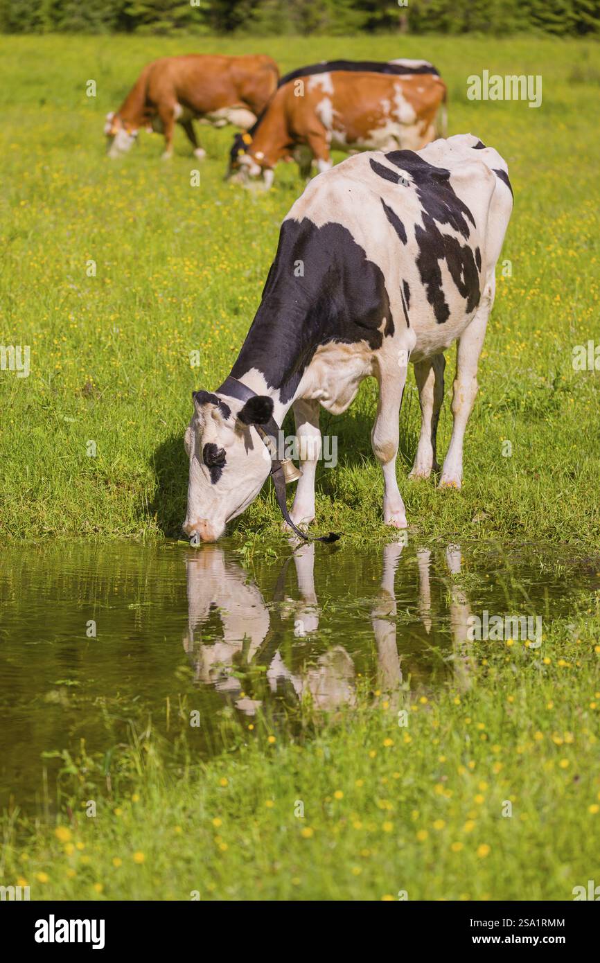 Holstein Friesian bétail se tient sur une prairie verte à une flaque et boire. Un reflet des vaches et des montagnes peut être vu dans la flaque. Vall. Moteur Banque D'Images