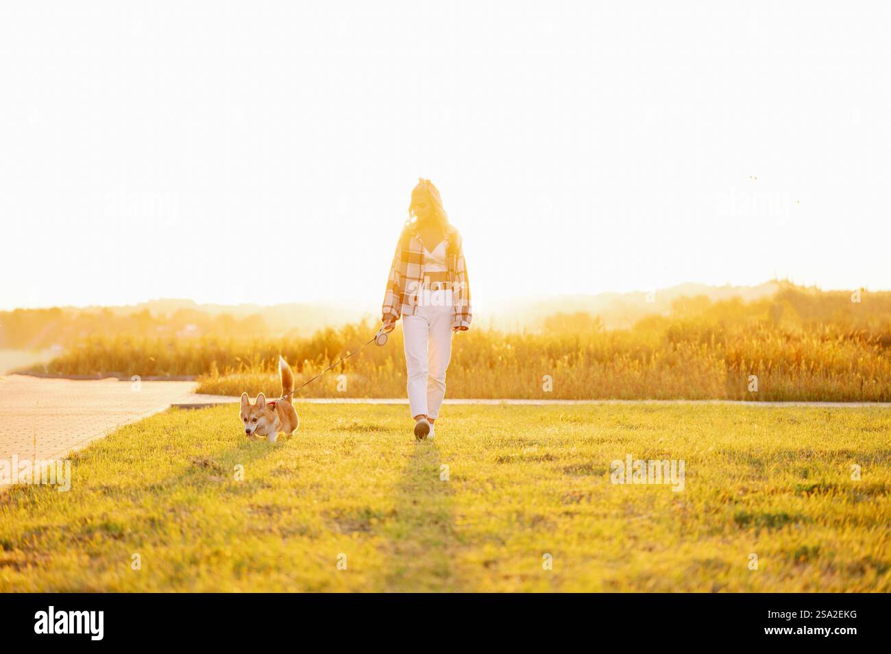 Femme promène joyeusement son chien gallois Corgi dans un champ herbeux pendant le coucher du soleil, avec un beau paysage naturel, le cadre des inondations de soleil de coucher du soleil. Concept de professe Banque D'Images