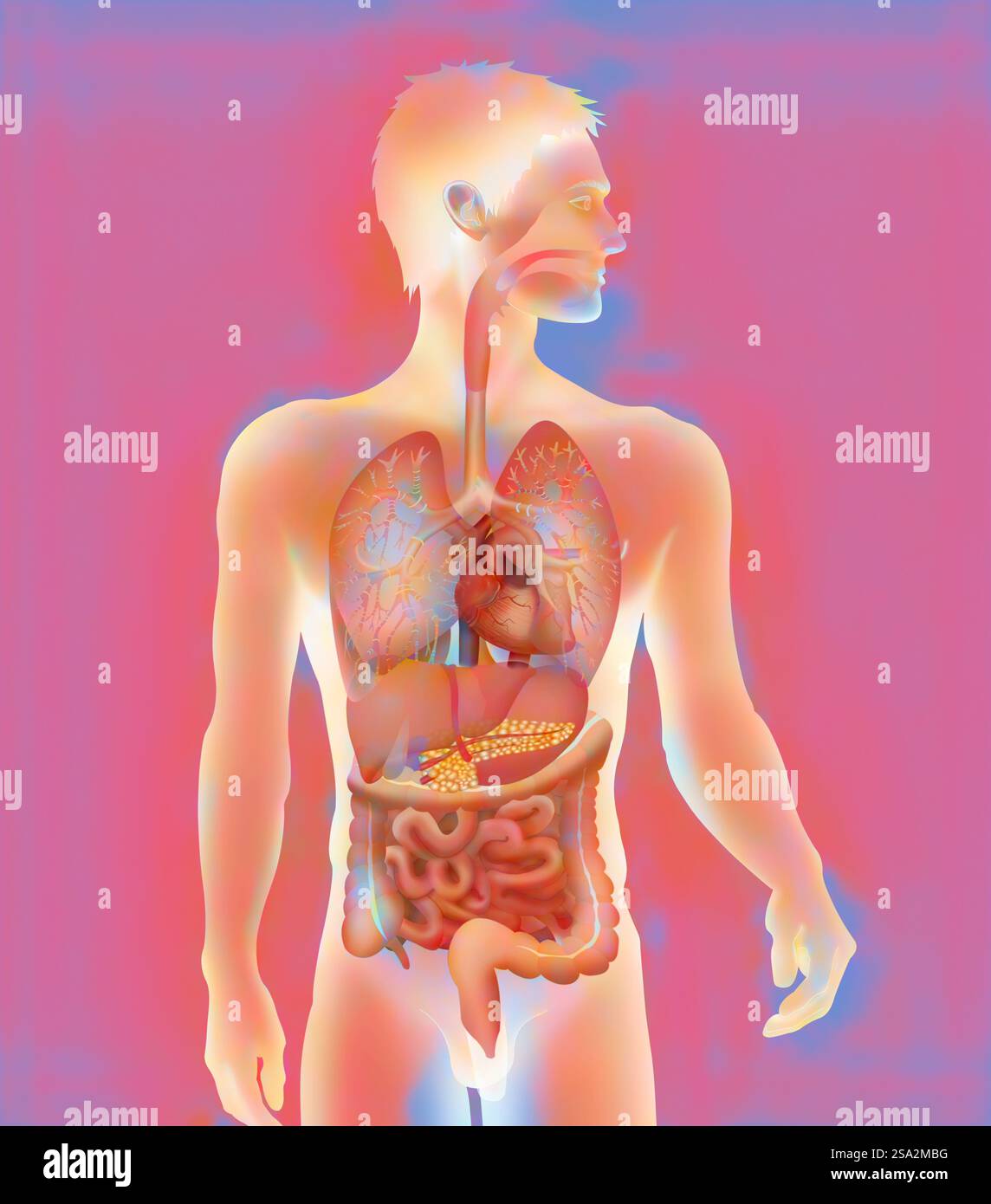 Anatomie, tronc. Banque D'Images Anatomie, tronc. Banque D'Images