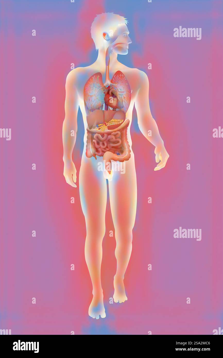 Anatomie, tronc. Banque D'Images Anatomie, tronc. Banque D'Images
