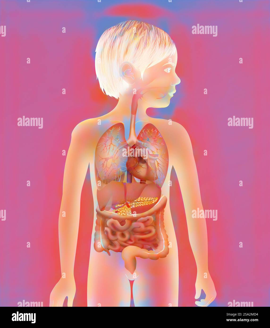 Anatomie, tronc. Banque D'Images Anatomie, tronc. Banque D'Images