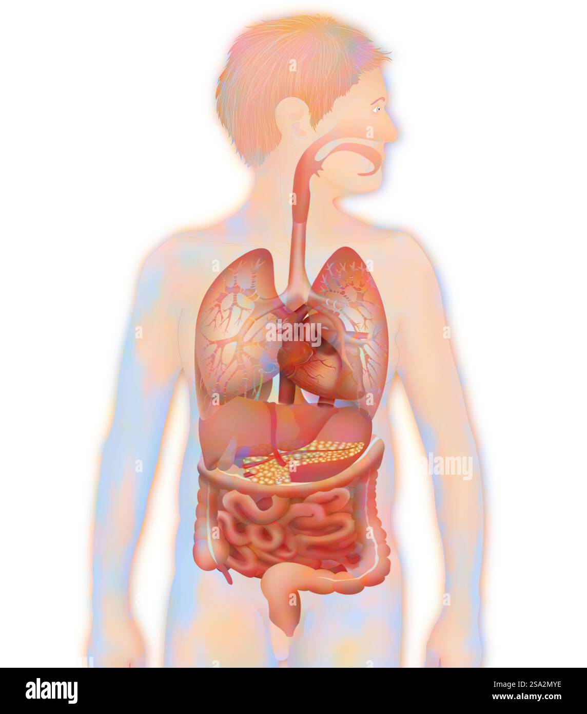 Anatomie, tronc. Banque D'Images Anatomie, tronc. Banque D'Images