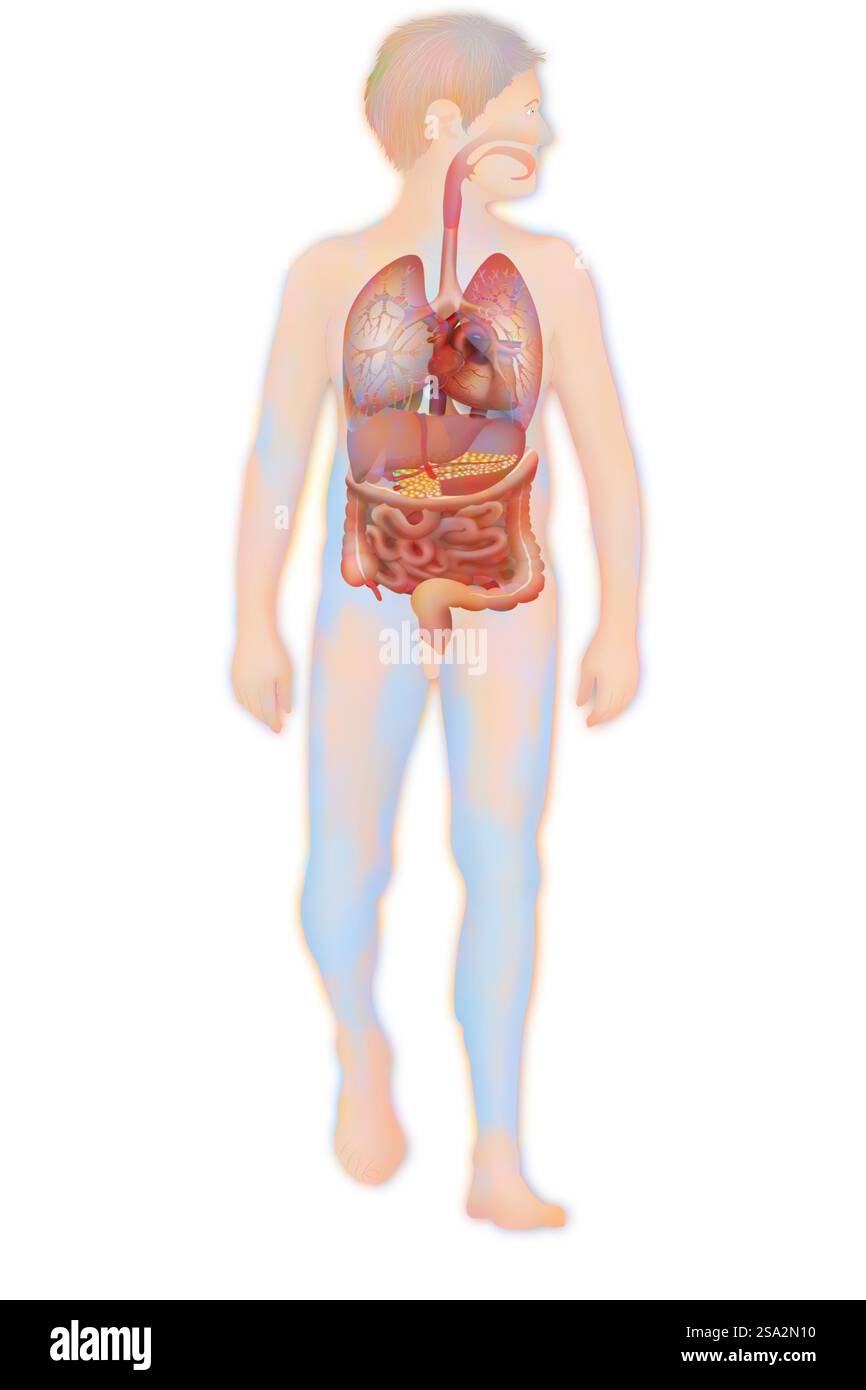 Anatomie, tronc. Banque D'Images Anatomie, tronc. Banque D'Images