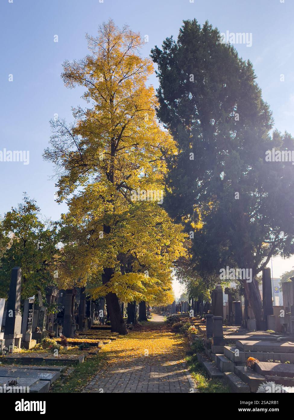 Prague, république tchèque - 17 octobre 2022. Cimetière KRC (Nusel) en automne avec des feuilles d'arbre dorées Banque D'Images