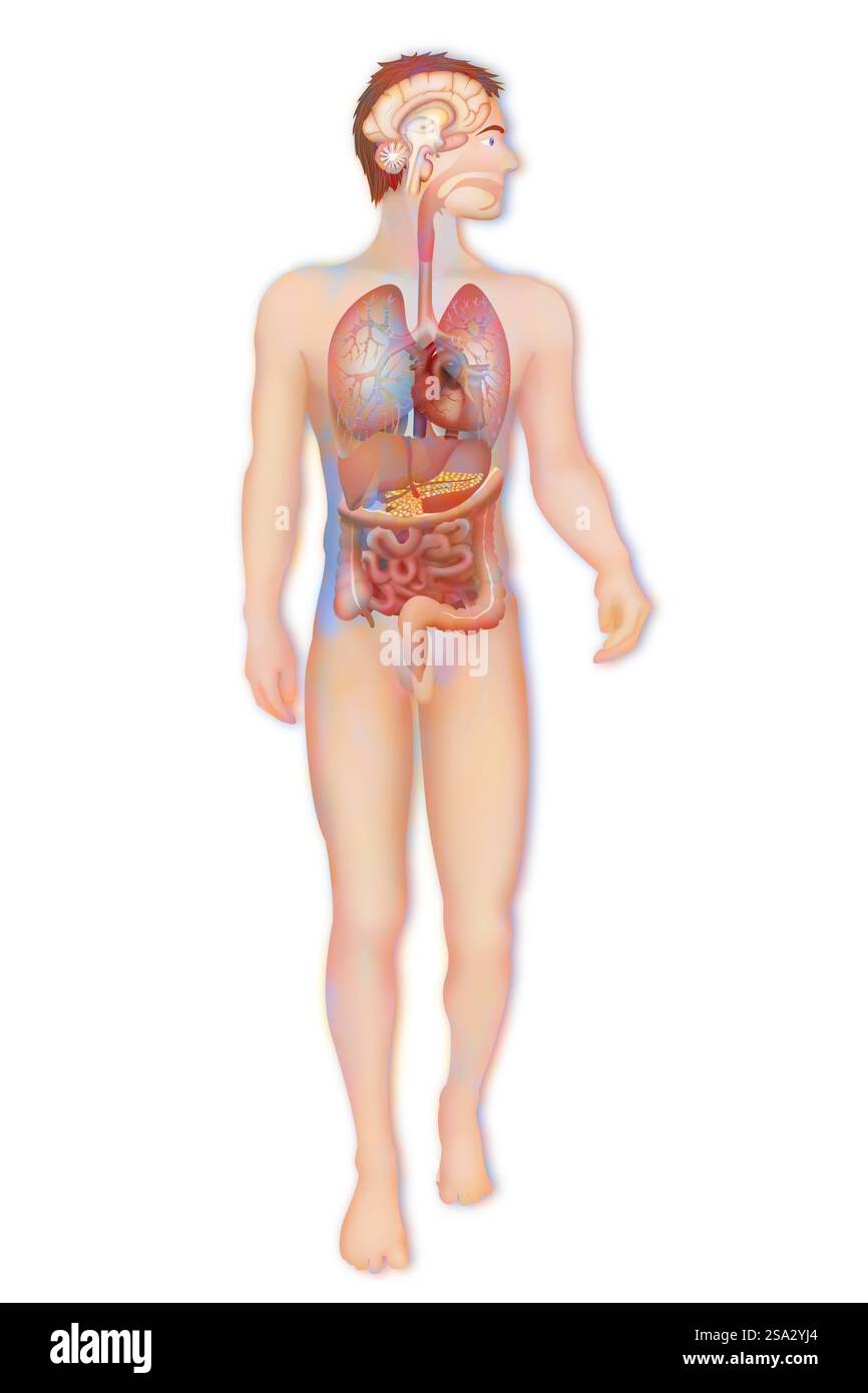 Anatomie anatomie 016889 128 Banque D'Images