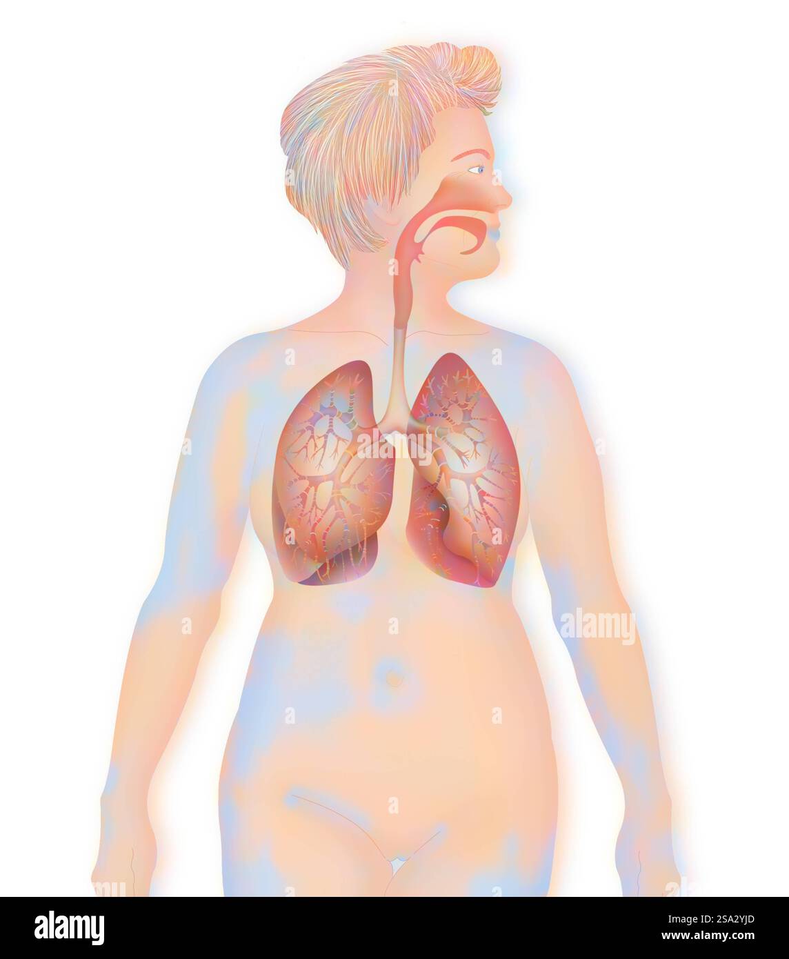 Voies respiratoires, dessin voies respiratoires, dessin 016889 138 Banque D'Images