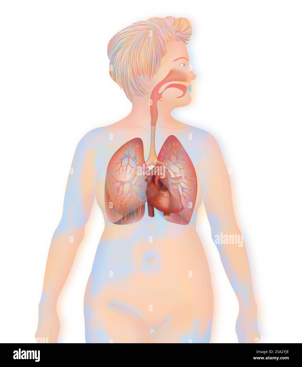 Thorax, anatomie thorax, anatomie 016889 139 Banque D'Images