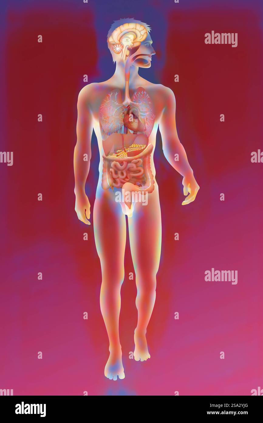 Anatomie anatomie 016889 130 Banque D'Images