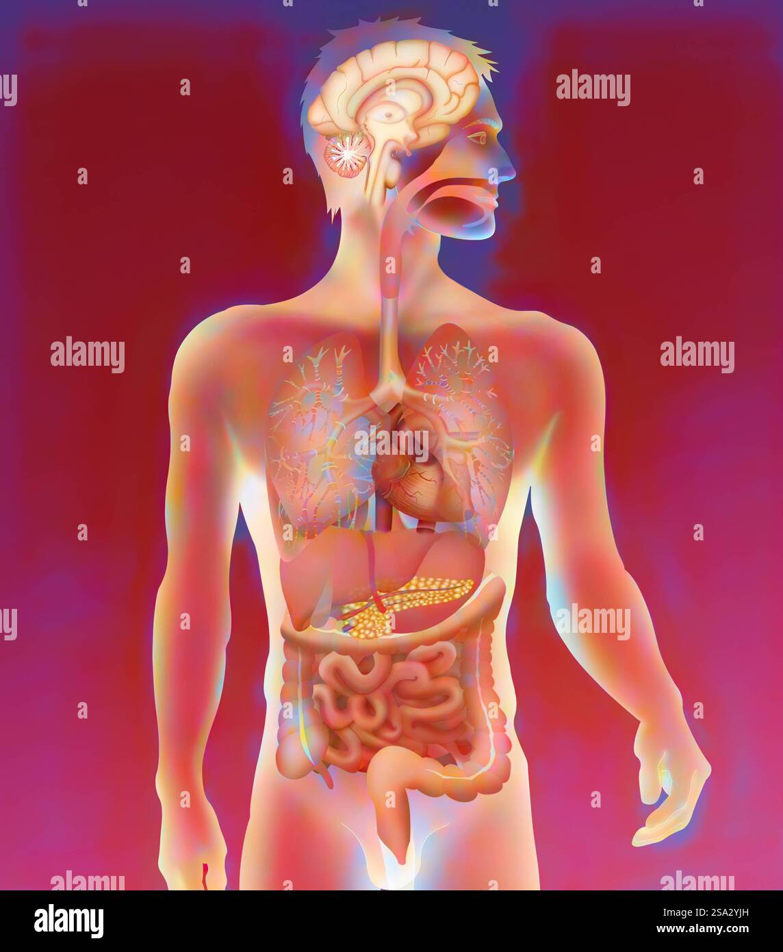 Anatomie anatomie 016889 127 Banque D'Images