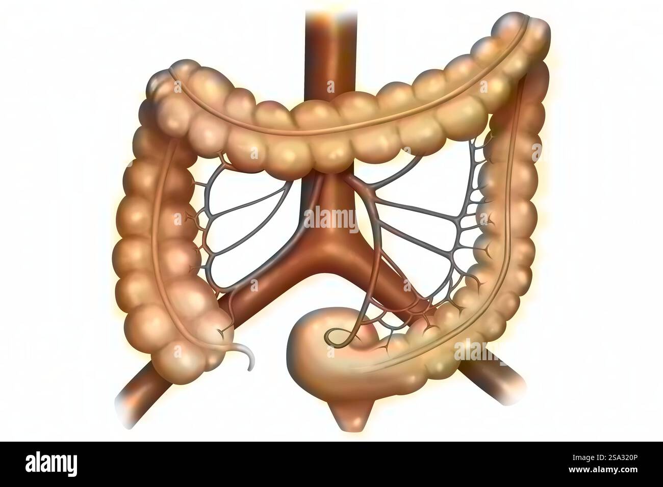 Le côlon et sa vascularisation. Le gros intestin se compose du caecum, du côlon ascendant, transversal, descendant et sigmoïde, le rectu Banque D'Images Le côlon et sa vascularisation. Le gros intestin se compose du caecum, du côlon ascendant, transversal, descendant et sigmoïde, le rectu Banque D'Images