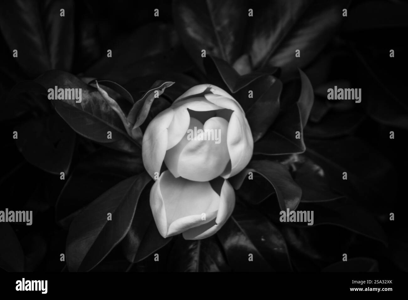 Un magnolia fermé Banque D'Images