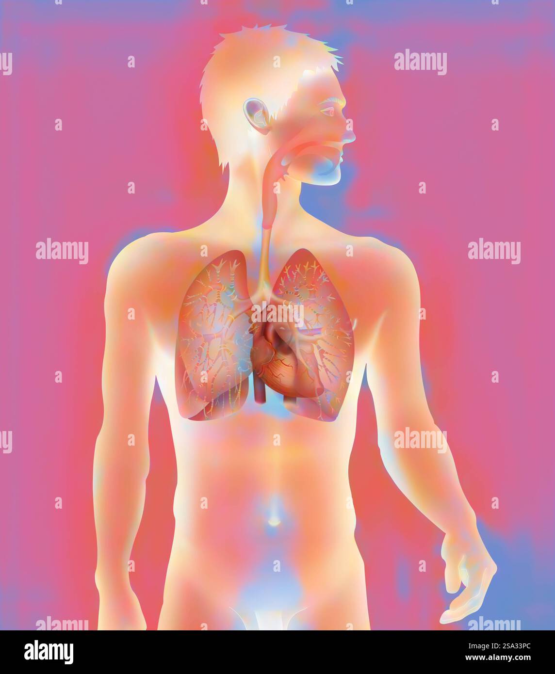 Thorax, anatomie thorax, anatomie 016889 007 Banque D'Images