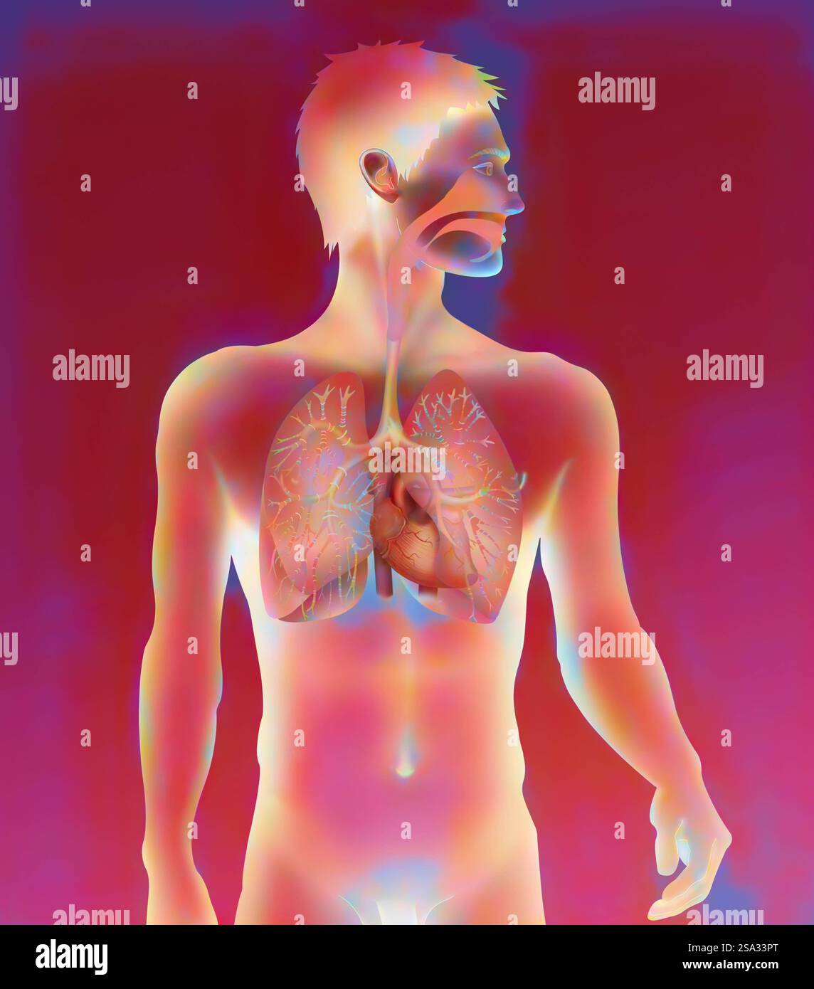 Thorax, anatomie thorax, anatomie 016889 006 Banque D'Images