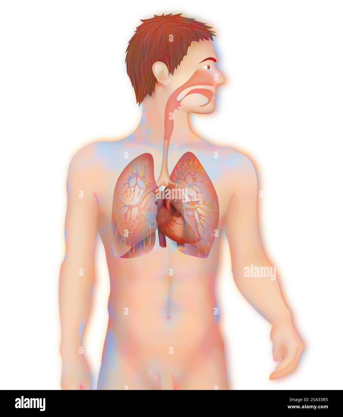 Thorax, anatomie thorax, anatomie 016889 008 Banque D'Images