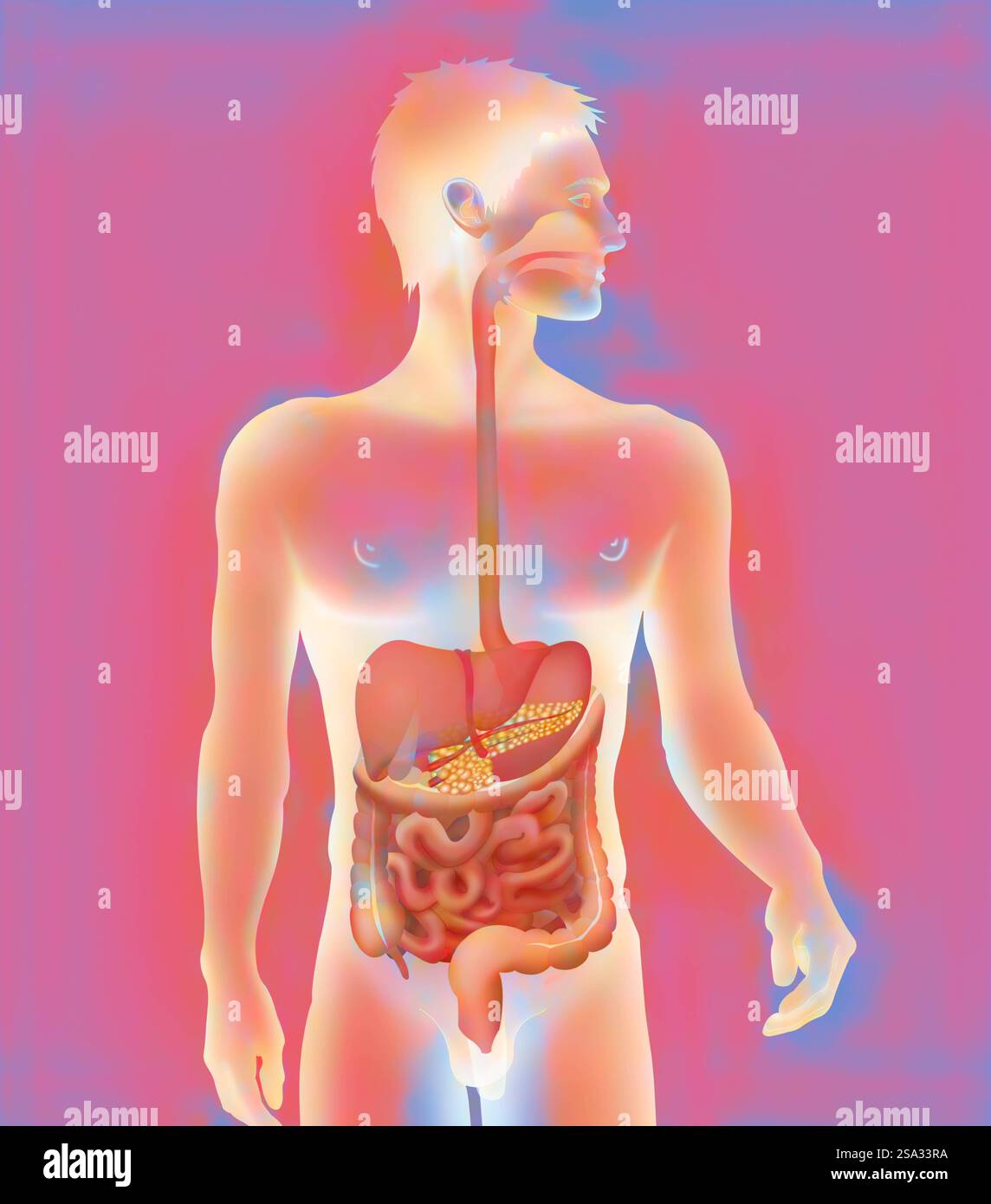 Système digestif, illustration système digestif, illustration 016889 010 Banque D'Images