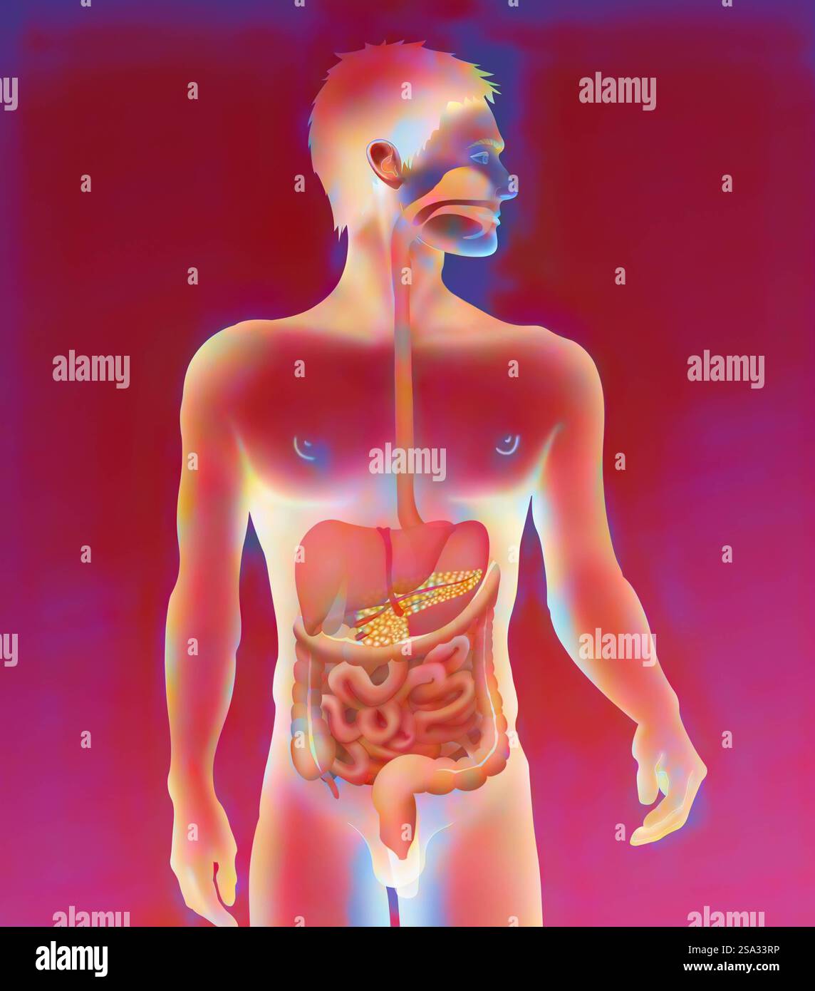 Système digestif, illustration système digestif, illustration 016889 009 Banque D'Images