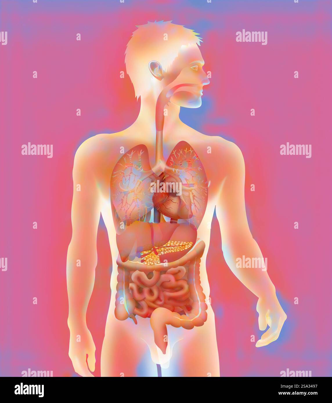 Anatomie, tronc anatomie, tronc 016889 013 Banque D'Images Anatomie, tronc anatomie, tronc 016889 013 Banque D'Images