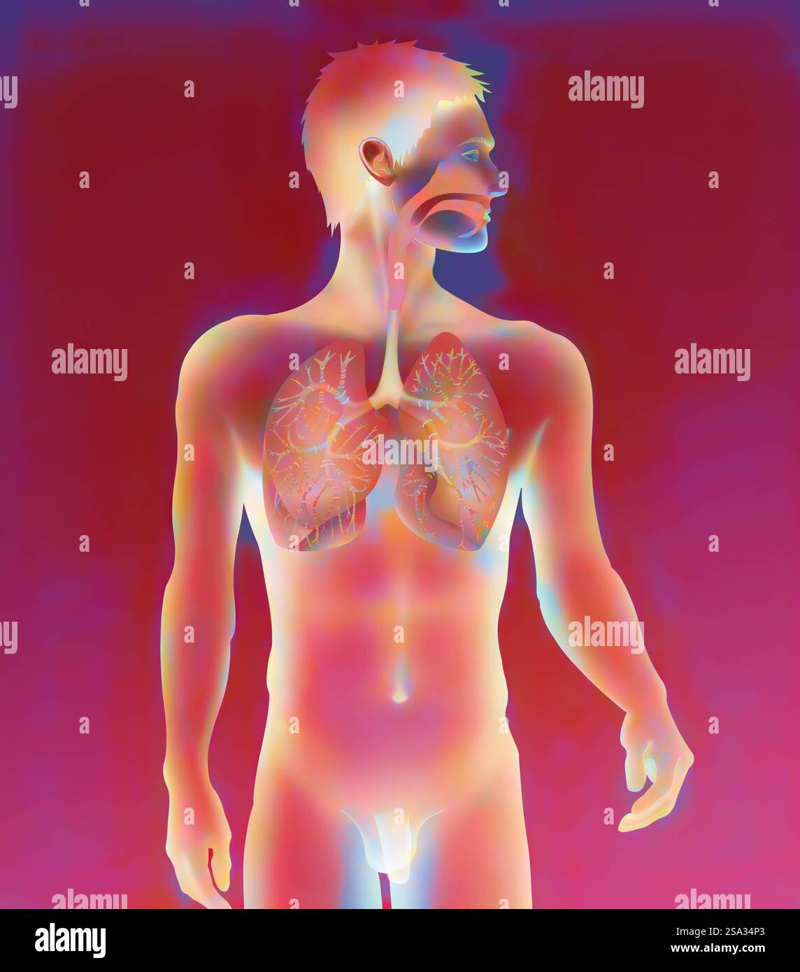 Voies respiratoires, dessin voies respiratoires, dessin 016889 015 Banque D'Images