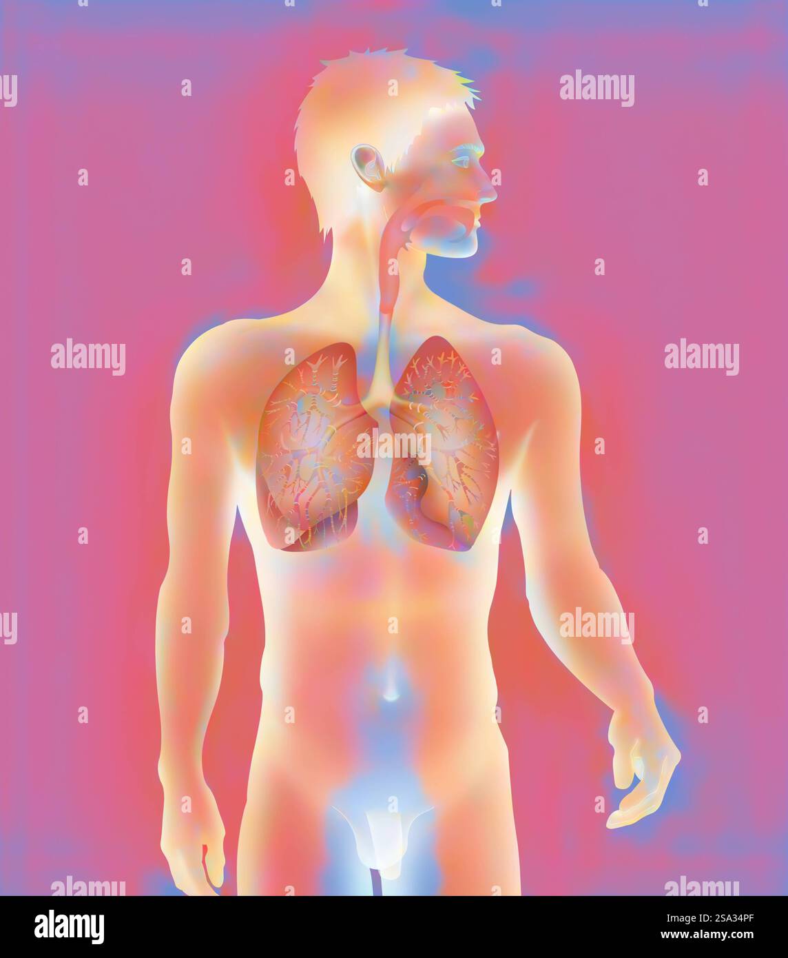 Voies respiratoires, dessin voies respiratoires, dessin 016889 016 Banque D'Images