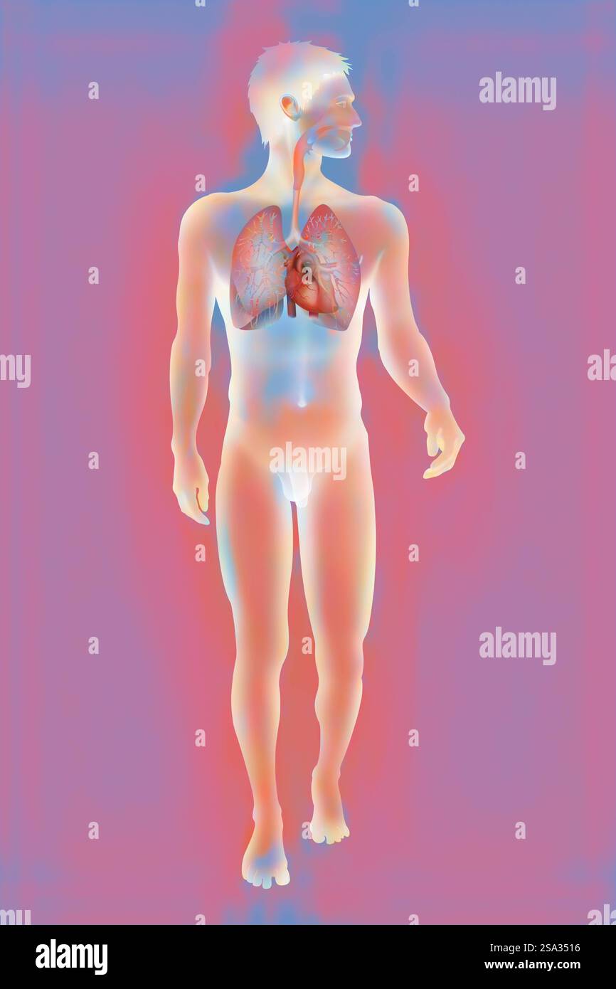 Thorax, anatomie thorax, anatomie 016889 033 Banque D'Images