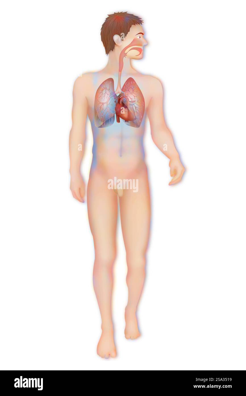 Thorax, anatomie thorax, anatomie 016889 034 Banque D'Images