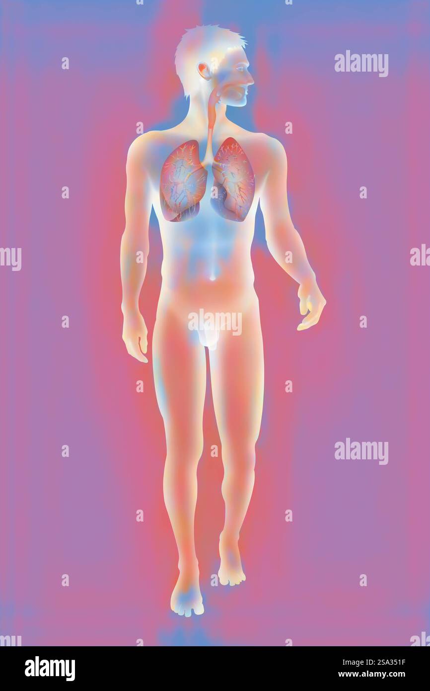 Voies respiratoires, dessin voies respiratoires, dessin 016889 039 Banque D'Images