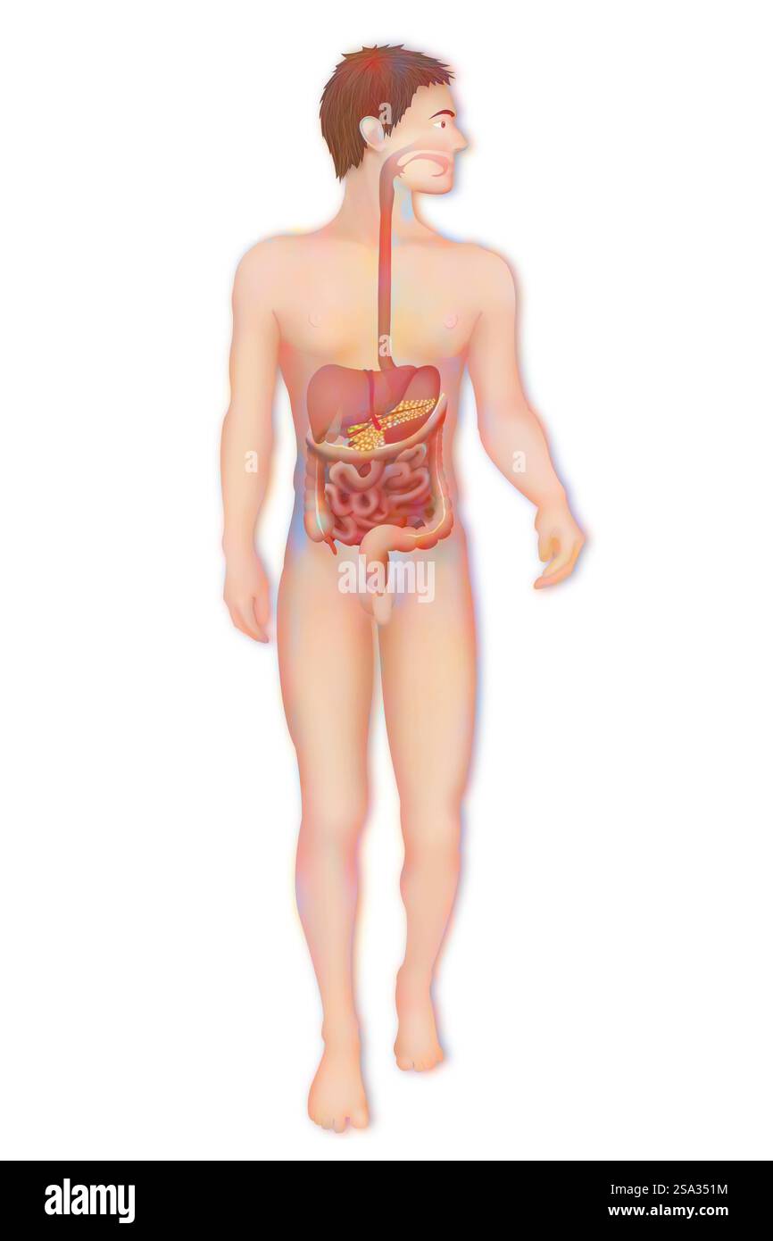 Système digestif, illustration système digestif, illustration 016889 036 Banque D'Images