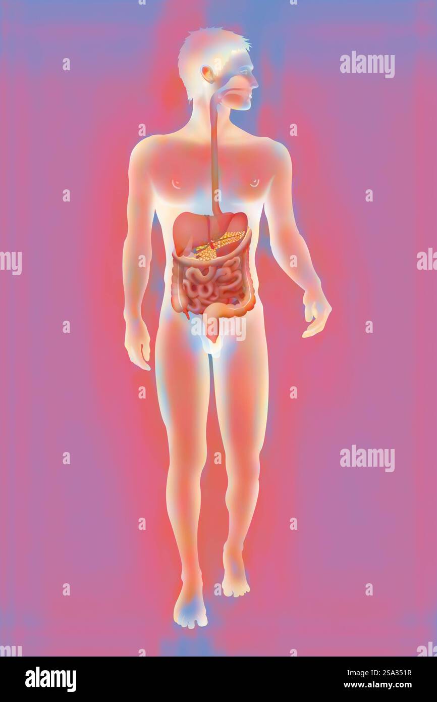 Système digestif, illustration système digestif, illustration 016889 035 Banque D'Images
