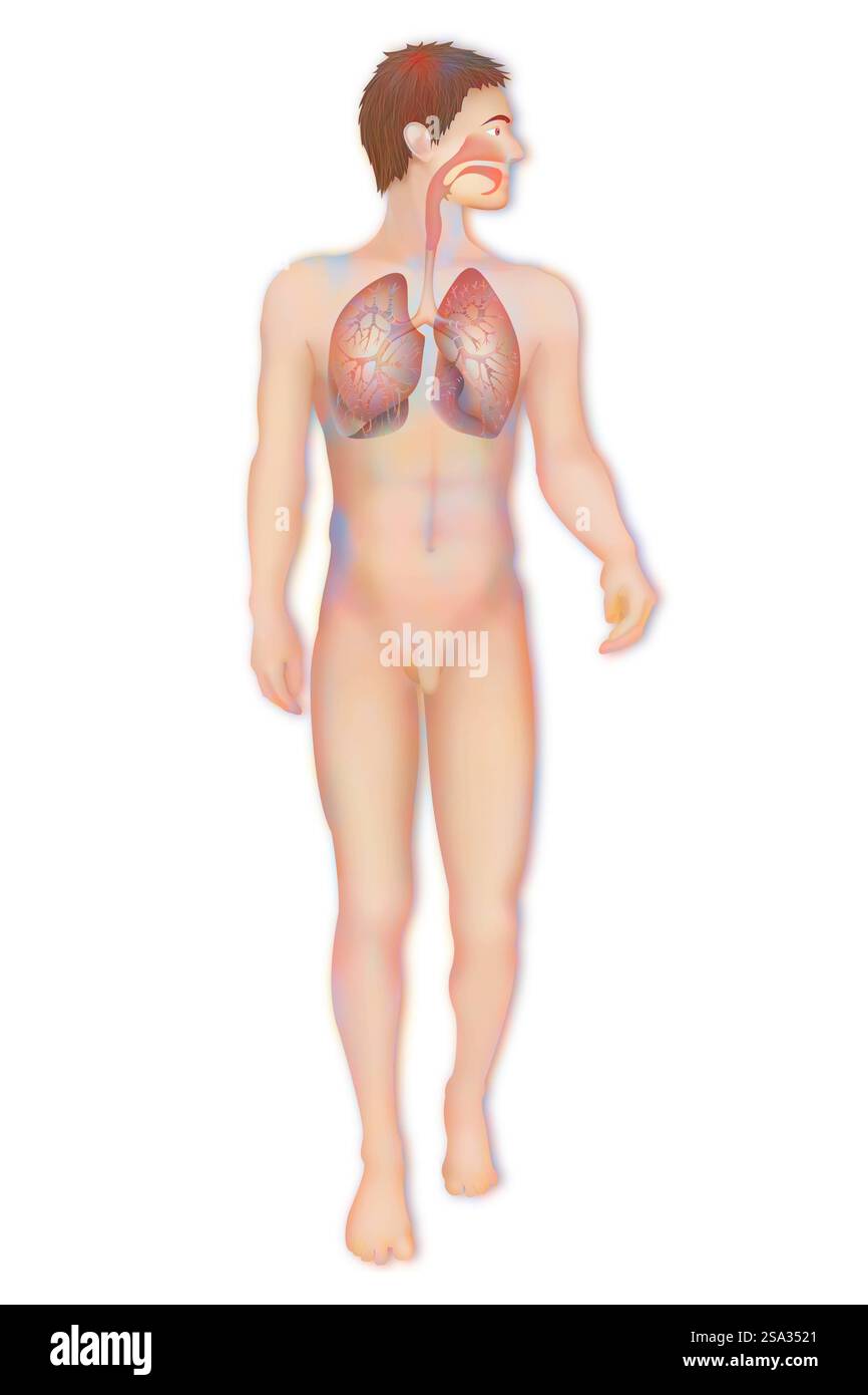 Voies respiratoires, dessin voies respiratoires, dessin 016889 040 Banque D'Images