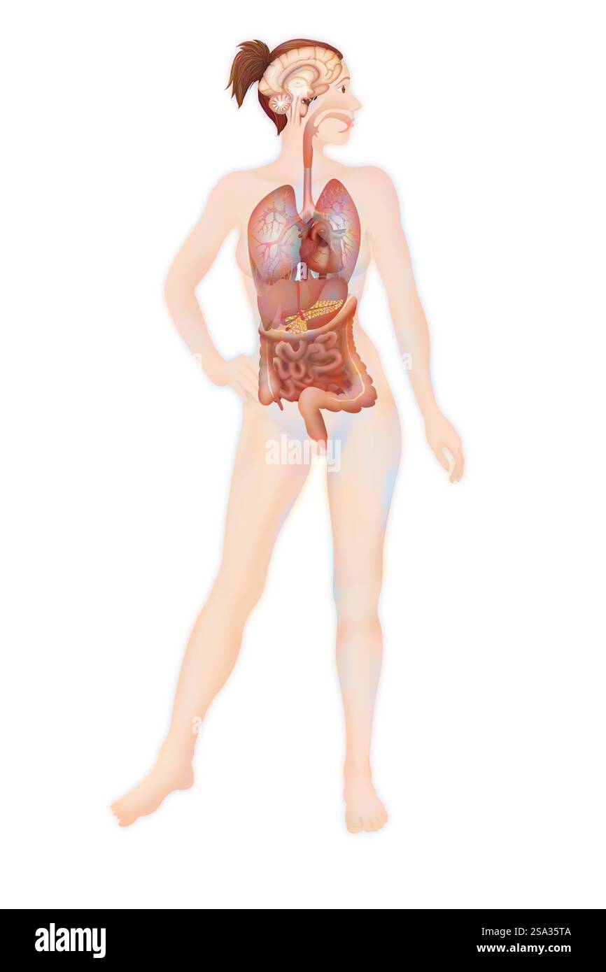 Anatomie anatomie 016889 061 Banque D'Images