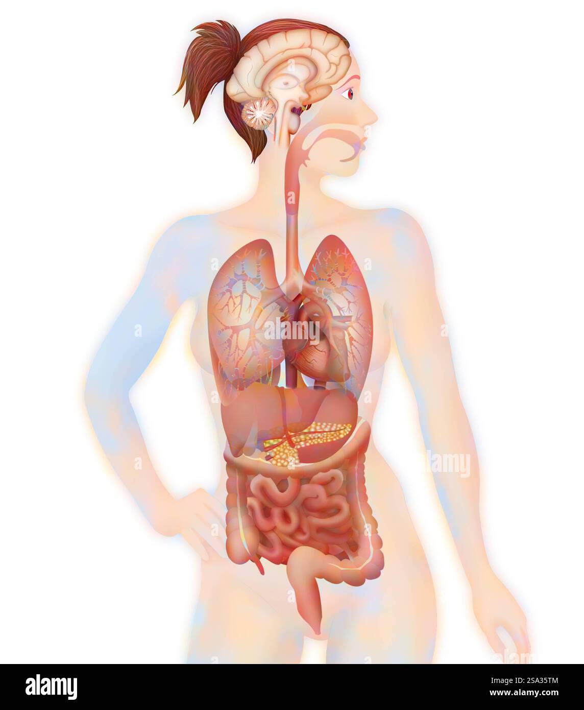 Anatomie anatomie 016889 063 Banque D'Images