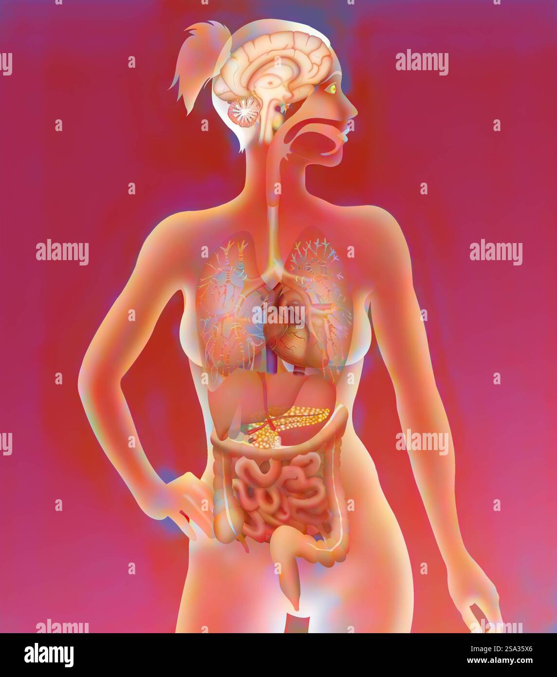 Anatomie anatomie 016889 062 Banque D'Images