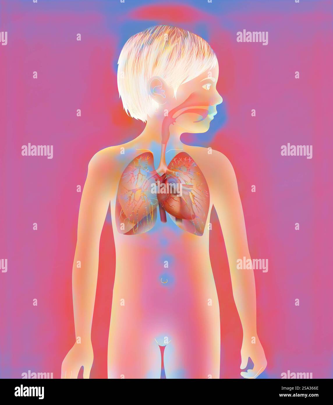 Thorax, anatomie thorax, anatomie 016889 066 Banque D'Images