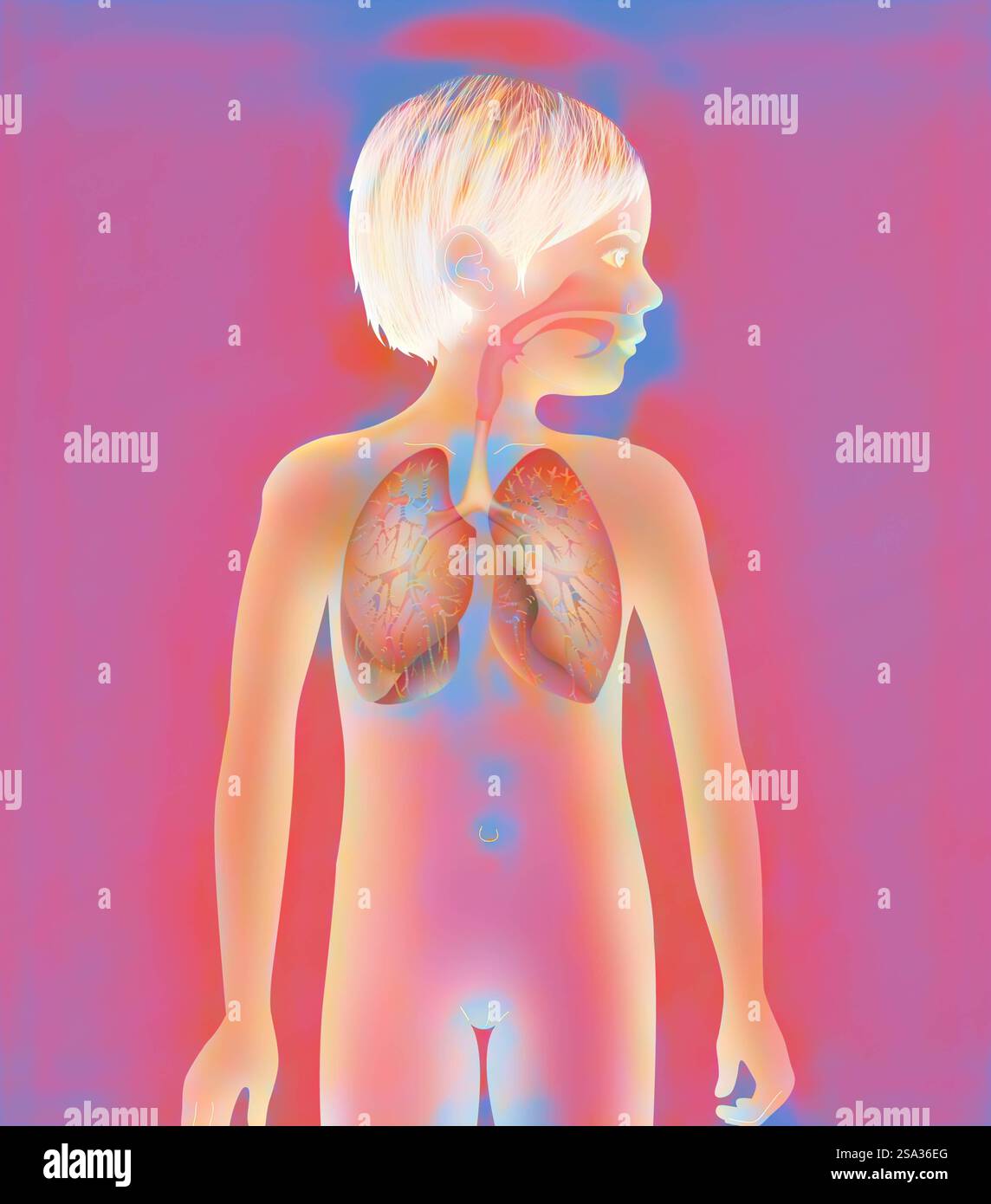 Voies respiratoires, dessin voies respiratoires, dessin 016889 072 Banque D'Images