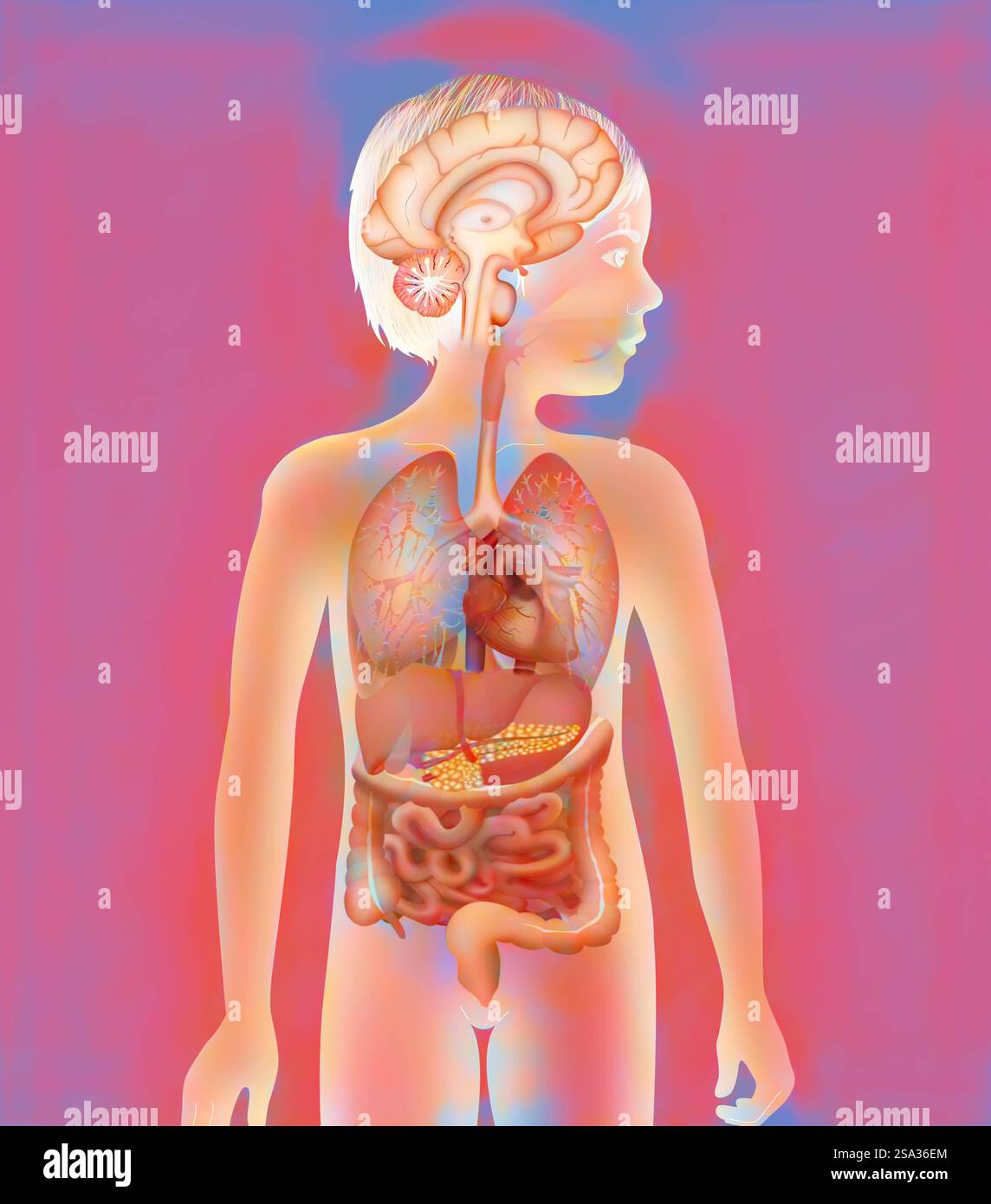 Anatomie anatomie 016889 071 Banque D'Images