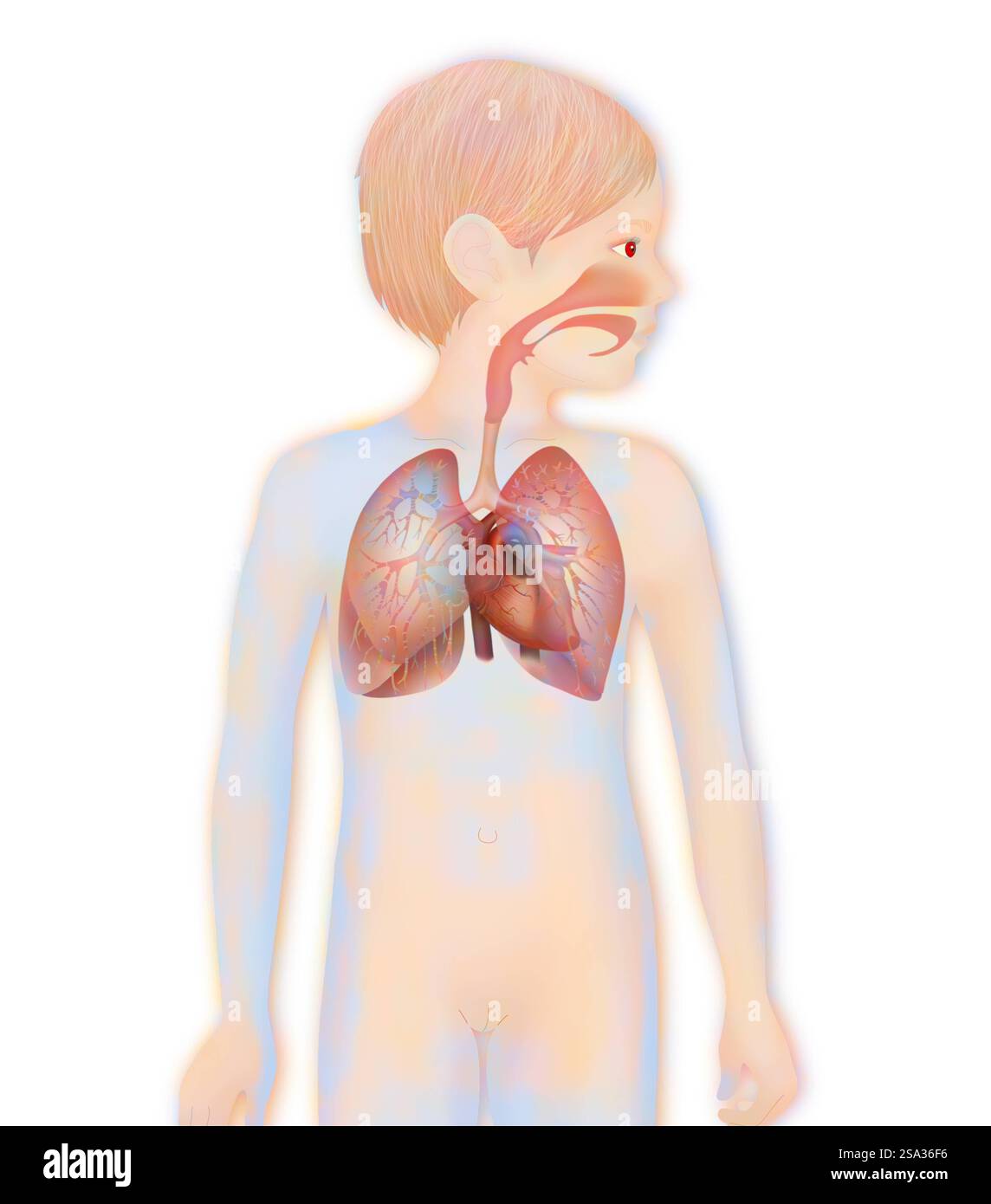 Thorax, anatomie thorax, anatomie 016889 088 Banque D'Images