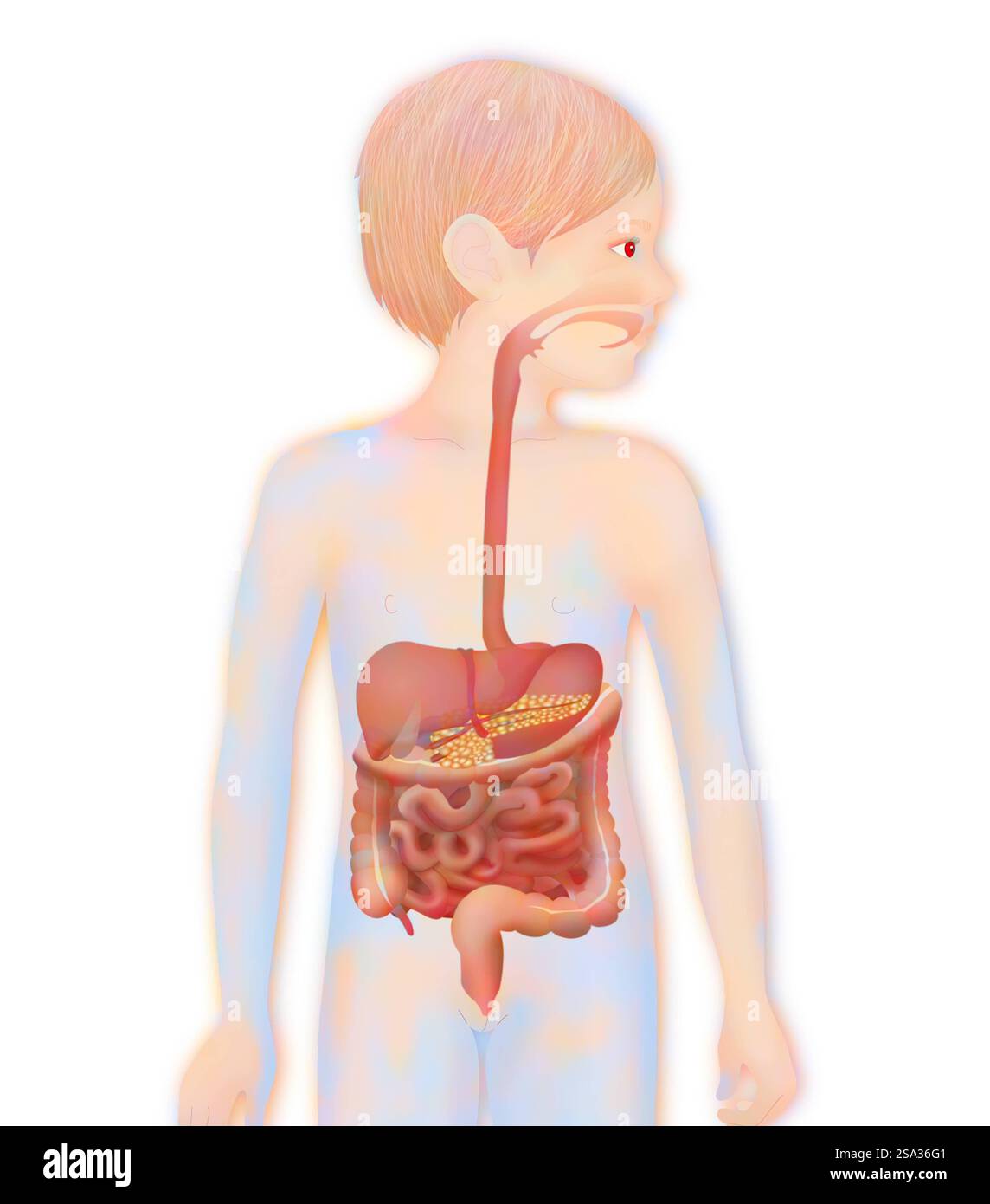 Système digestif, illustration système digestif, illustration 016889 087 Banque D'Images