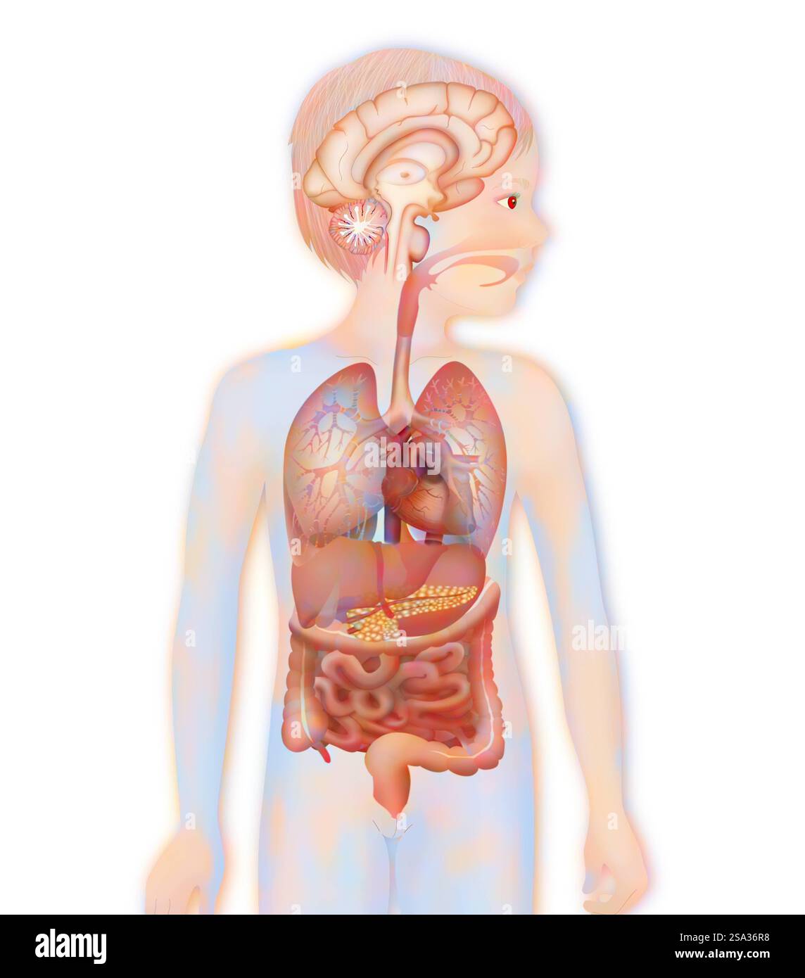 Anatomie anatomie 016889 093 Banque D'Images