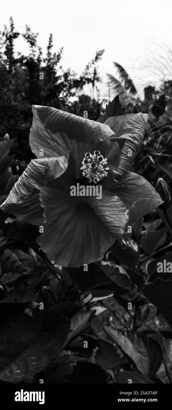 Gros plan d'un hibiscus sans couleur Banque D'Images