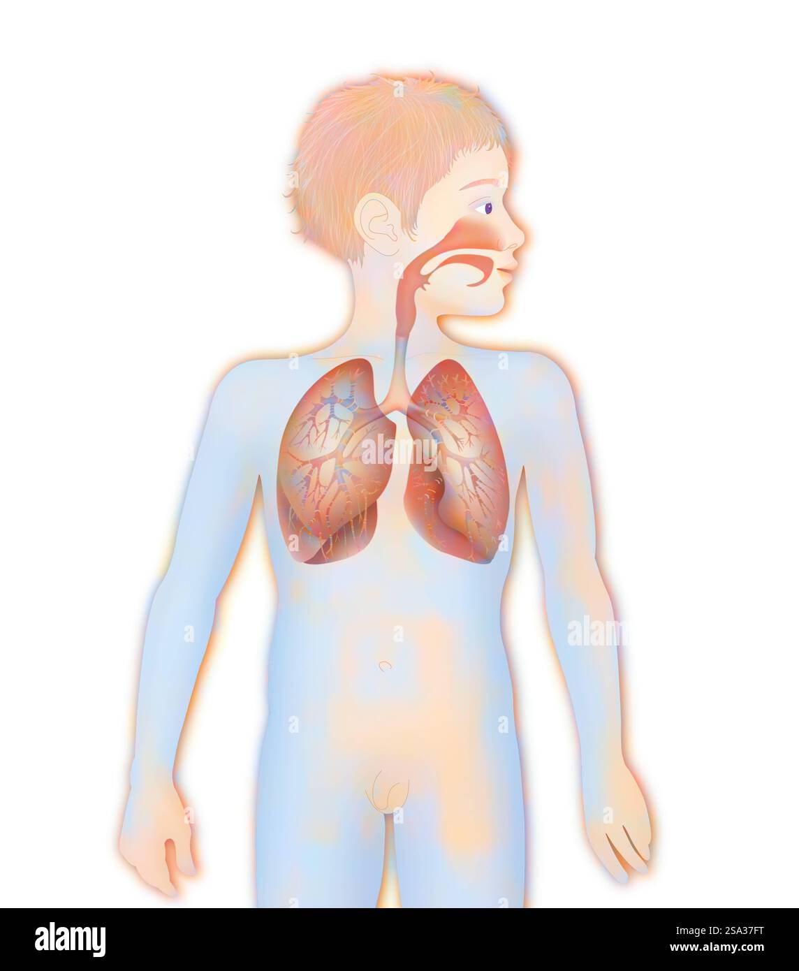 Voies respiratoires, dessin voies respiratoires, dessin 016889 115 Banque D'Images