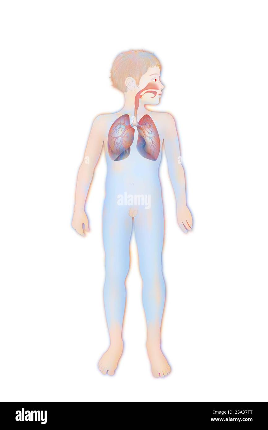 Voies respiratoires, dessin voies respiratoires, dessin 016889 124 Banque D'Images