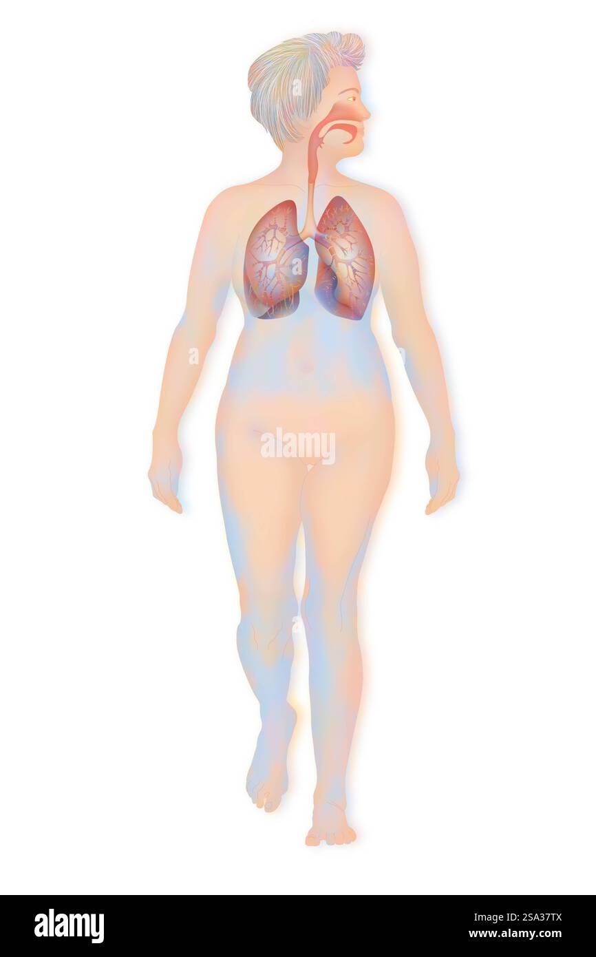 Voies respiratoires, dessin voies respiratoires, dessin 016889 150 Banque D'Images